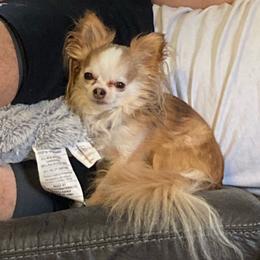 Gizmo - Chihuahua