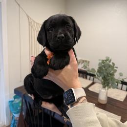Orange - Black female Labrador Retriever puppy in Escalon, California from Hansen Retrievers