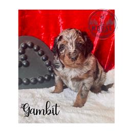 Gambit - Merle female Bernedoodle puppy in Belleville, Michigan from Moose Tracks Bernedoodles
