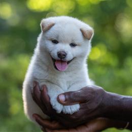 Boy 5 - Cream male Shiba Inu puppy in Hephzibah, Georgia from Evenfalls Shiba Inu