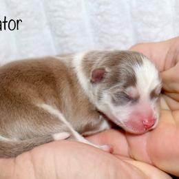 Boy 3 - Lavender male Pomsky puppy in Denham Springs, Louisiana from Bayouland Pomskies