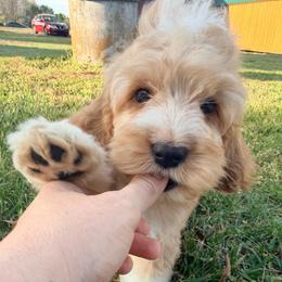 Rainier with training - Red and white male Cockapoo puppy in Boonville, North Carolina from Doods & Dolls