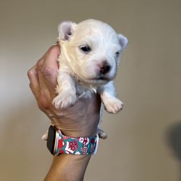 Maltese Puppies from Genice’s Small Wonders