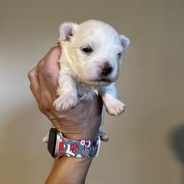 Maltese Puppies from Genice’s Small Wonders