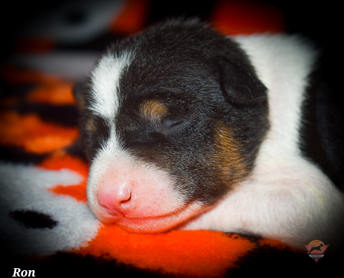 Ron - Tri-color male Basenji puppy in San Diego, California from Triforce Basenjis