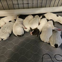 German Shorthaired Pointer Puppies from Parker's Pointers