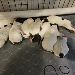 German Shorthaired Pointer Puppies from Parker's Pointers
