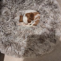 Girl 1 Alia - Blenheim Cavalier King Charles Spaniel puppy in Phoenix, Arizona from Royal Desert Cavaliers