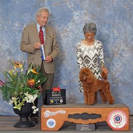Poodle Puppies from Shiann Poodles