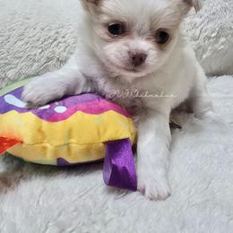 Aurora - Cream and white female Chihuahua puppy in Albuquerque, New Mexico from JVJ Chihuahua