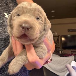 Black- Silver Female - Silver female Dilute Retriever puppy in Marion, Illinois from Summer Lovin’ Labradors of Southern Illinois
