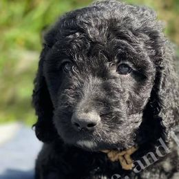 Goldendoodles and Labradoodles from Peace, Love, and Doodles