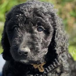 Goldendoodles and Labradoodles from Peace, Love, and Doodles