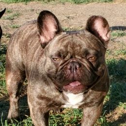 Pico - French Bulldog