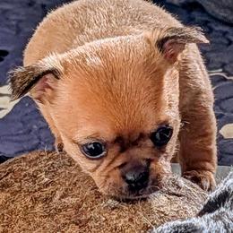 Velvet - Red female Chihuahua puppy in Leominster, Massachusetts from House of Lil  Paw
