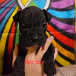 Red - Brindle male Boxer puppy in Caspian, Michigan from Andrus Family Boxers