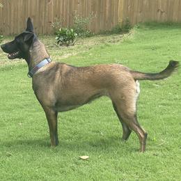 Belgian Malinois and xDutch Shepherd All Grown Up from Alliance K9