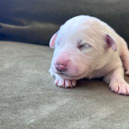 Girl 3 - White female Great Pyrenees puppy in San Diego, California from McCarthy Ranchette LLC
