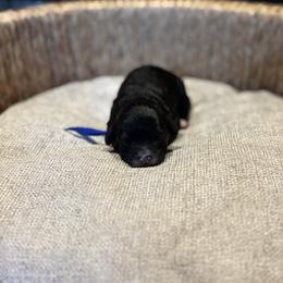 Jeanette - Black and white female Cavapoo puppy in Kingfisher, Oklahoma from Perdue Puppies