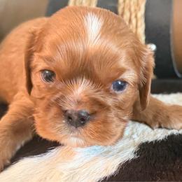 Erin - Ruby male Cavalier King Charles Spaniel puppy in Kidder, South Dakota from Continental Cavaliers