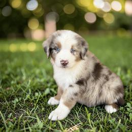 Slate Varnadore - Red merle male Australian Shepherd puppy in Statesville, North Carolina from Charming Australian Shepherds