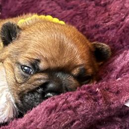 Maggie - Fawn female French Bulldog puppy in Fredericksburg, Virginia from Loved Here First