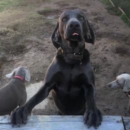 Max - Weimaraner