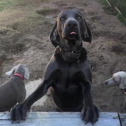 Max - Weimaraner