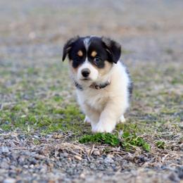 Girl 1 - Black and tan female Pembroke Welsh Corgi puppy in Ocala, Florida from Dolan Farms Corgis