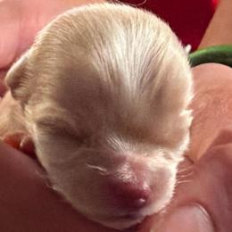 Marion(Happy Days) - Gold and white female Chihuahua puppy in Amelia, Virginia from Pannell’s Precious Pups