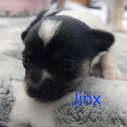 Jinx - Black and white male Chihuahua puppy in Brook Park, Minnesota from North Star Chihuahuas