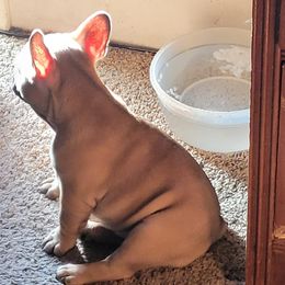 French Bulldog Puppies from 4 Leaf Frenchies