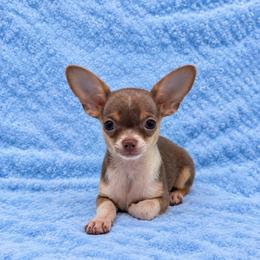 Boy 4 - Chocolate and tan male Chihuahua puppy in Smyrna, Georgia from GeorgiasChihuahuas