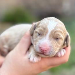 Tater - Fawn and white male Sheepadoodle puppy in Paducah, Ky, Kentucky from Sarah Pearl’s Mini Sheepadoodles