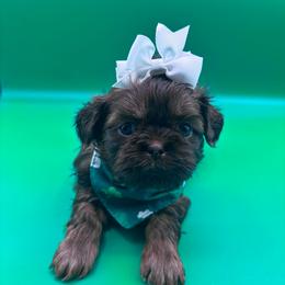 Ivy - Chocolate female Shih Tzu puppy in Avondale, Arizona from Riley Family Shih Tzus