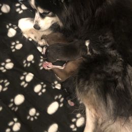 Pomsky puppies from SnowBears Pomsky Ranch