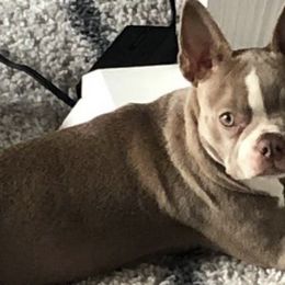 Boston Terriers and French Bulldogs from Dubes Prestige Bostonss
