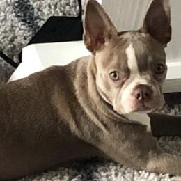 Boston Terriers and French Bulldogs from Dubes Prestige Bostonss