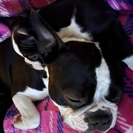 Boston Terrier Puppies from NW Boston Terriers