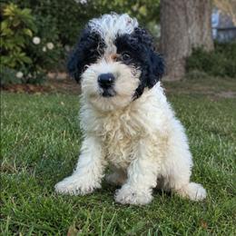 Mikey - Black and white male Companion Cross puppy in Macon, Georgia from Shipoo Lane