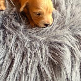 Tiny - Cream female Dachshund puppy in Magnolia, Texas from Carrie’s Countryside Dachshunds