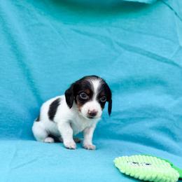 Beau ( lover boy) - Chocolate and tan male Dachshund puppy in Salters, South Carolina from Long-Pine Dachshund