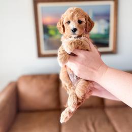 McDavid - Red male Cavapoo puppy in Murray, Utah from Good Looking Dogs