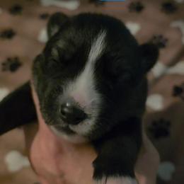 Cali - Agouti and white female Siberian Husky puppy in Meridian, Mississippi from JJ's Huskies