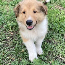 Richie - Sable and white male Collie puppy in Yulee, Florida from Three Collie Farm