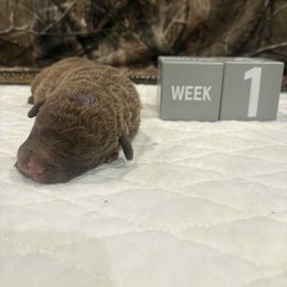 Purple Dot - Brown male Chesapeake Bay Retriever puppy in Wisconsin Dells, Wisconsin from Kilbourn Chesapeakes