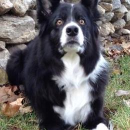 Border Collies from Field Stone Border Collies: FSBC