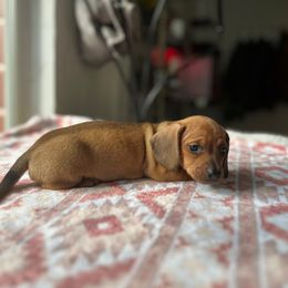 Holly - Red Dachshund puppy in Hawthorne, Florida from Circle M Dachshunds