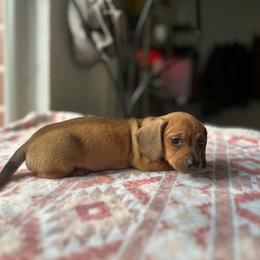 Holly - Red Dachshund puppy in Hawthorne, Florida from Circle M Dachshunds
