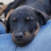 Beaucerons from Highside